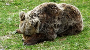 Мечките се събуждат от зимен сън, има риск от набези в населени места