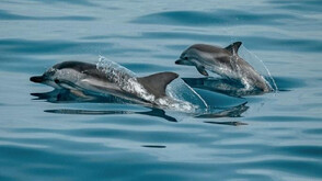 МОСВ сезира прокуратурата за смъртта на делфини и птици край Шабла