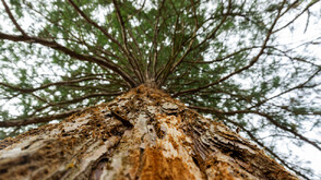 Зеленото богатство на България: Какво е състоянието на горските ресурси у нас