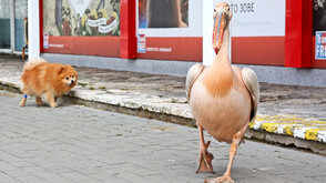 Варна се пита къде изчезна розовият пеликан Стойчо (СНИМКИ)