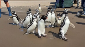 След дълго лечение: В Аржентина пуснаха на свобода 15 пингвина (ВИДЕО)