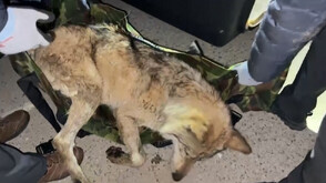 След 9 дни на свобода: Заловиха вълк, избягал от зоопарк в Южна Корея (ВИДЕО)