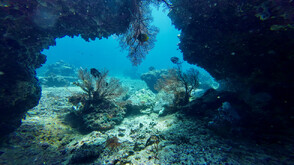 Учени картографираха над 1000 скрити коралови рифа в Северна Австралия