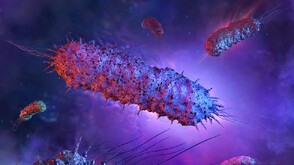 Има опасност от разпространение на антракс от огнището в Силистренско