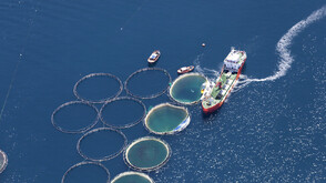 WWF призова гърците да консумират инвазивни морски видове