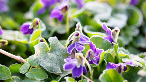 Жълт код за студ и слани в Североизточна България