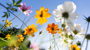 Летни температури следвани от бури с градушки през следващите дни