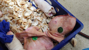 Над 3,5 тона негодно месо ще бъде унищожено в Дулово