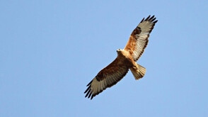 Обявена е нова защитена територия край река Студена, разширени са и три съществуващи местности