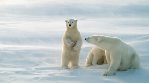 Селище в Аляска планира възстановяването на туризма с бели мечки до 2027 година