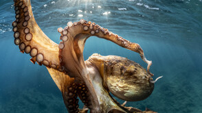 Големи октоподи може да са обитавали океаните преди около 100 милиона години