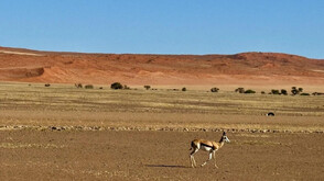 Сафари, племена и реалност: По следите на дивата природа и древните култури в Намибия (ВИДЕО+СНИМКИ)