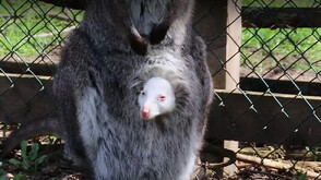 Бейби бум в зооцентъра в Добрич: Рядко кенгуру албинос е сред новите попълнения