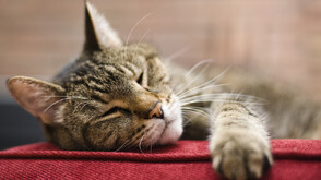 Учени от Япония разработиха препарат за лечение на хронична бъбречна недостатъчност при котки