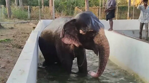 Слонове в Индия получиха разхлаждащи бани и специално лятно меню