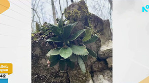 Посегателство над „Орфеевото цвете“ в Родопите: Кой унищожи над 400 защитени растения край Асеновград?