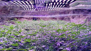 ГДБОП и ДАНС разкриха високотехнологична наркооранжерия в бивша мина край Кюстендил (СНИМКИ)