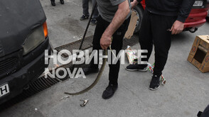 Змия вдигна на крак пожарната на зеленчуковия пазар в Хасково (СНИМКИ)