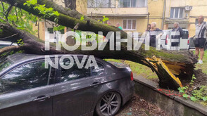 Дърво падна върху три автомобила в центъра на Монтана (СНИМКИ)