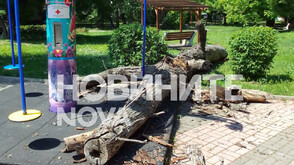 Дърво рухна върху въртележка, на която било дете, в центъра на Чирпан