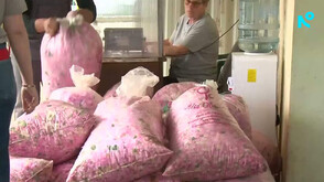 До 16 000 евро за килограм: Необрани полета от маслодайна роза и голям скок в цените