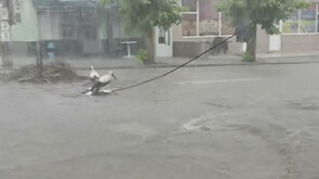 Жена спаси три малки щъркела след буря, съборила гнездото им край Петрич