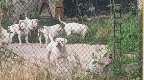 Жена от Самоков е в болница с тежки наранявания след нападение от домашни кучета