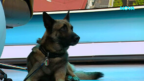 Как кучето Килър намери жена, изчезнала край Войнеговци