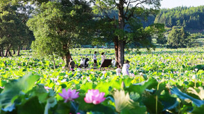 Най-голямото езеро с лотоси в света се покри с цветове (ВИДЕО)