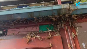 Нашествие на огромни скакалци в много райони на страната