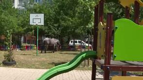 Жители на София се оплакват от безнадзорно пуснати коне