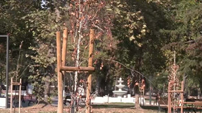 Само месеци след засаждането: Част от новите дръвчета в крайдунавския парк във Видин не оцеляха