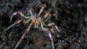 Откриха два нови вида морски паяци с космати крака, червени очи и три устни
