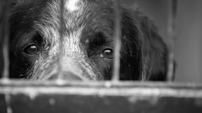 Зачестяват ли случаите на насилие над животни