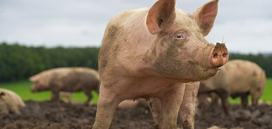 Умъртвиха близо 6000 прасета в Румъния заради огнище на африканска чума