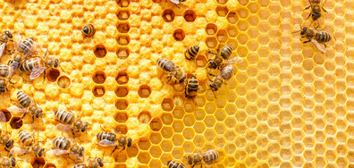 Учени създадоха компютърен модел за предпазване на пчелите от пестициди