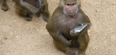Маймуна звънна на спешния телефон 911 в САЩ