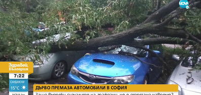 30-метрово дърво смаза няколко коли в София
