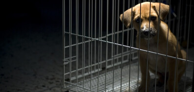 Граждани искат ефективни присъди за насилниците на животни