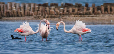 Започва броенето на водолюбивите птици, зимуващи у нас