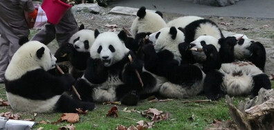 ЗАБАВНИ КАДРИ: Бебета панди похапват бамбук (ВИДЕО)