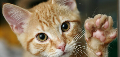 Осинови си котка: Изложба на бездомни и излекувани животни бе открита в Русе (СНИМКИ)