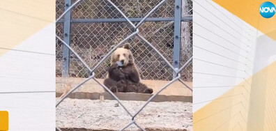 Мечок открадна и разглоби мобилен телефон на посетител в зоопарка в Стара Загора