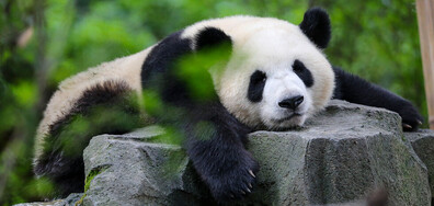 Пандите от зоопарка в Единбург се завръщат у дома в Китай (ВИДЕО)