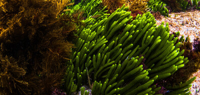 Ферми за водорасли: Къде се развива отглеждането на морските растения (ВИДЕО)