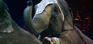 Цирков слон избяга и се разходи в щата Монтана (ВИДЕО)