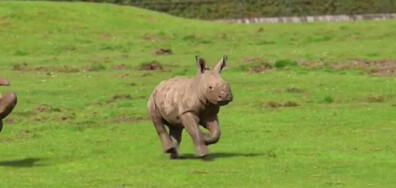 Бебе носорог от застрашен вид радва посетителите на зоопарк край Лондон (ВИДЕО)