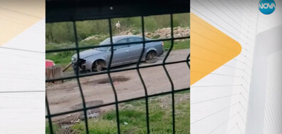 Кълве калници и сваля боята: Агресивен щъркел отново атакува коли в Луковит
