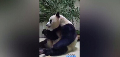 Пандата Фу Бао се радва на новия си дом в Китай (ВИДЕО)