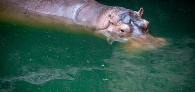 12 години по-късно: Зоопарк разбра, че мъжки хипопотам всъщност е женски